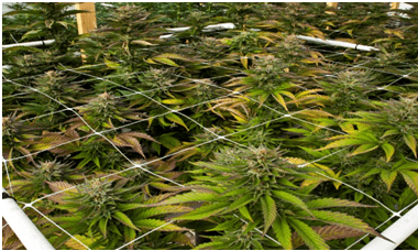 Growers Odour Treatments