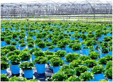 Plant Nursery